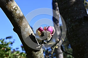 Darjeeling, Magnolia campbellii, 2.