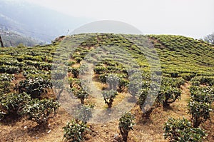 Darjeeling tea plantation