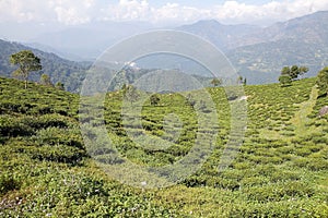 Darjeeling tea plantation, West Bengal, India