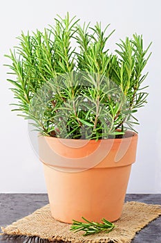 Dark abstract background with a bunch of fresh rosemary aside.