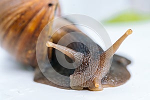 Dark achatina snail with dark shell crawling near white alarm clock on white background with shadow. Clock and giant