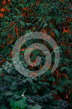 Dark aesthetic green orange foliage vertical photography floral autumn background concept