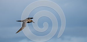 Dark albatrossa sooty black albatross with characteristically long, narrow wings and a narrowly tapering tail photo