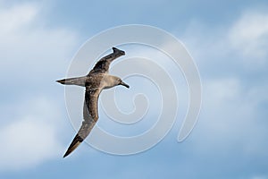 Dark albatrossa sooty black albatross with characteristically long, narrow wings and a narrowly tapering tail