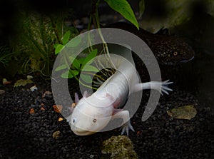 In the dark, the albino-like axolotl is very recognizable.