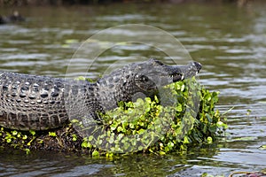 Dark alligator Caiman yacare in Esteros del Ibera, Argentina.