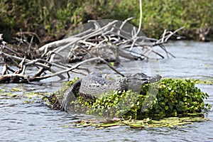 Dark alligator Caiman yacare in Esteros del Ibera, Argentina.