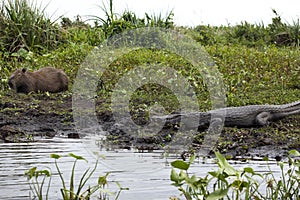 Dark alligator Caiman yacare and male Capybara in Esteros del Ibera, Argentina.