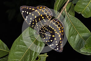 Dark Archduke, butterfly, Lexias dirtea, Garo hills, Meghalaya, India photo