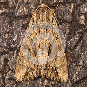 Dark arches & x28;Apamea monoglypha& x29; at rest on bark