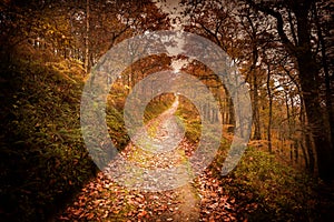 Dark Autumn Forest Pathway