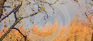 Dark autumn sky with high contrast maple trees with yellow and red leaves