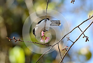 Dark-backed Sebia (Malacias melanoleuca)