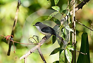 Dark-backed Sebia (Malacias melanoleuca)