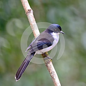 Dark-backed Sibia