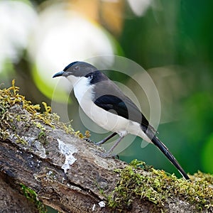 Dark-backed Sibia