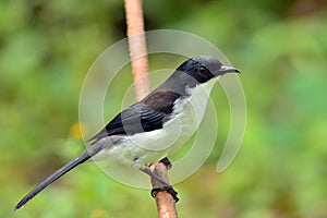 Dark-backed Sibia bird