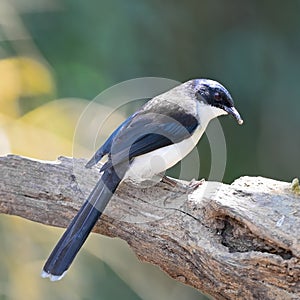 Dark-backed Sibia