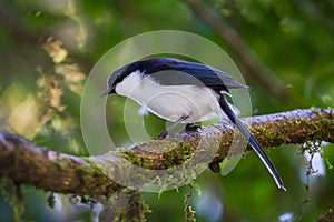 Dark-backed Sibia(Malacias melanoleucus)