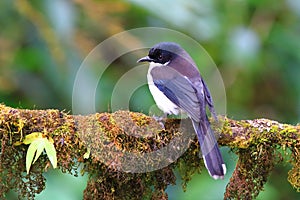 Dark-backed Sibia
