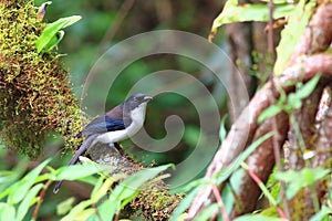 Dark-backed Sibia