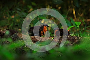 Legna quaglia, raro uccello montagna tropico foresta 