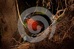 Madera codorniz, extrano pájaro montana trópico Bosque en. madera codorniz oculto en un árbol 