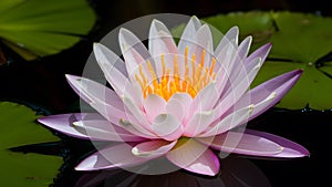 Dark background accentuates close up view of beautiful water lily photo