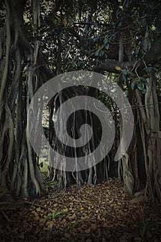 Dark background of big and old banyan tree with external roots