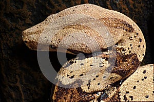 Dark Background with Boa Constrictor Imperator Snake Wet from Rain and Close Up