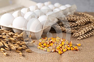 On a dark background, eggs in a tray, corn seeds, ears of wheat and oats.Organic farm