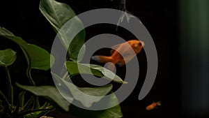 Dark background with green anubias plant with aquarium orange gold fish reflections