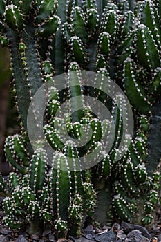 The dark background of the many cacti grown as ornamental plants in cafes is a cactus that can be easily propagated and cultivated