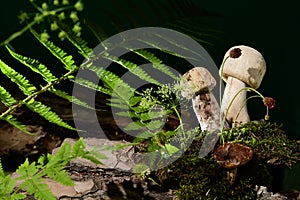 Dark background with mushrooms, bark tree, moss and fern leaf. Forest background with white mushrooms and nature elements. Forest