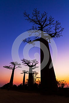 Dark Baobabs
