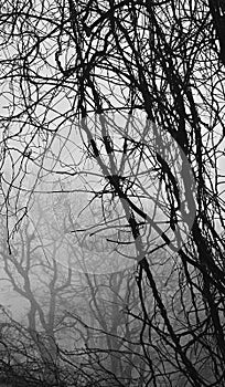 Dark bare tree branches on a background of fog