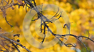 Dark bare tree branches of walnut with almost no leaves sway in light breeze on autumn day