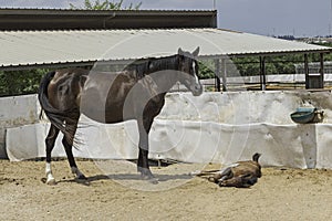 Dark Bay Arabian Horse Mare Watching over Her Foal