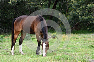 Dark bay horse grazing on pasture