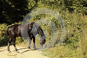 Dark bay horse near forest on sunny day. Lovely pet