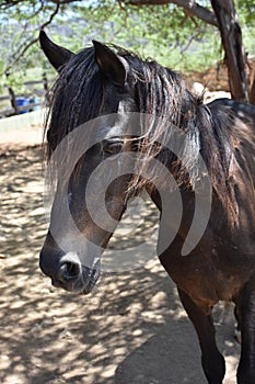 Dark Bay Horse with a Shaggy Mane and Forelock