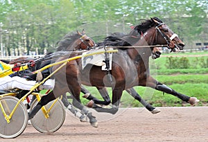 The dark bay horse trotter breed in motion