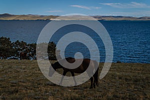 dark bay horse walk on grass coast, background of blue lake baikal, mountains