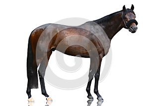 The dark bay powerfull thoroughbred stallion standing isolated on white background.  Side view