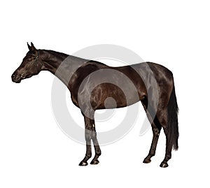 Dark bay Russian riding horse isolated on white background