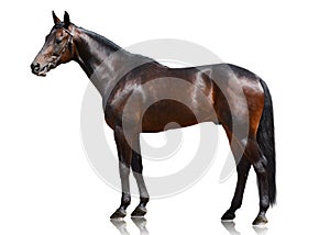 The dark bay sport horse stand isolated on white background.