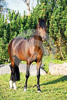 Dark bay sportive welsh pony stallion posing against pine trees