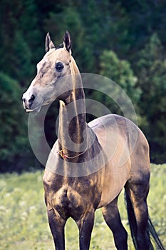 Dark bay sportive welsh pony stallion posing near autumn trees
