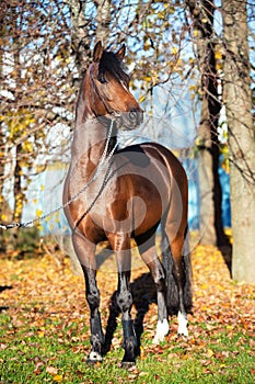 Dark bay sportive welsh pony stallion posing near autumn trees