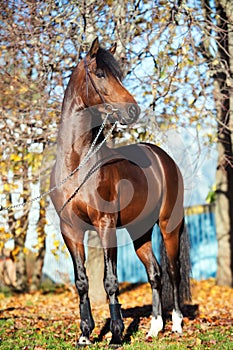 Dark bay sportive welsh pony stallion posing near autumn trees